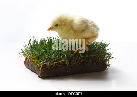 Compagno di chick in piedi su un piccolo prato Foto Stock