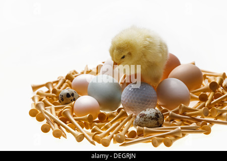 Compagno di chick in piedi sulle uova,pallina da golf e tees Foto Stock