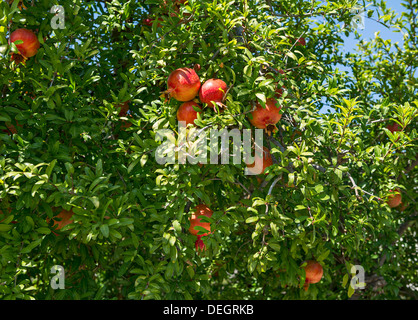 Rosso e mature, melograno Punica granatum appeso a un albero. Foto Stock