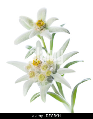 Due fiori Edelweiss (Leontopodium alpinum) isolato su bianco Foto Stock