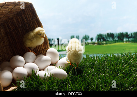 Compagno di pulcini in piedi sulle uova sul prato Foto Stock