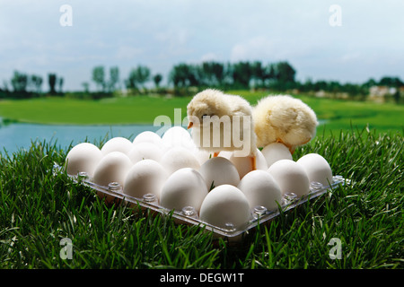 Compagno di pulcini in piedi sulle uova sul prato Foto Stock