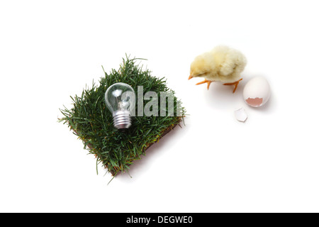 Compagno di chick in piedi dal guscio d'uovo rotto,prato e lampadina Foto Stock