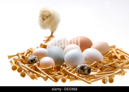 Compagno di chick in piedi da uova,pallina da golf e tees Foto Stock