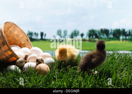 Anatre in piedi da un cestello di uova sul prato Foto Stock