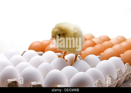 Compagno di ceci su uova Foto Stock