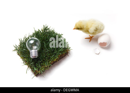 Compagno di chick in piedi dal guscio d'uovo rotto,prato e lampadina Foto Stock