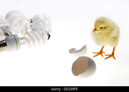 Compagno di chick in piedi da gusci di uova rotte e risparmio energetico lampadine Foto Stock