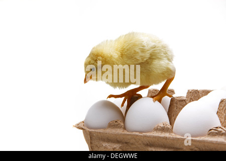 Compagno di ceci su uova Foto Stock