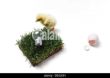 Compagno di chick in piedi dal guscio d'uovo rotto,prato e lampadina Foto Stock