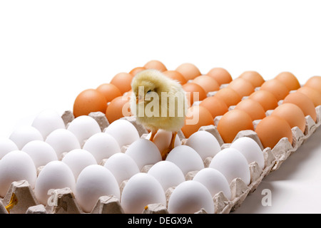 Compagno di ceci su uova Foto Stock