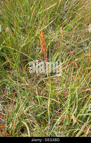 Arancio testa di seme di Bog Asphodel (Narthecium ossifragum) tra moor-erba sul Dartmoor Foto Stock