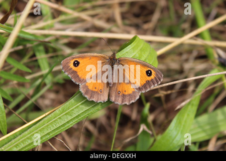 Gatekeeper femmina butterfly Pyronia tithonus in North Lincolnshire siepe Foto Stock