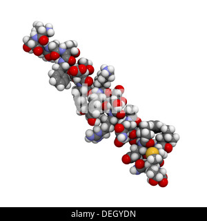 Il glucagone ormone peptidico molecola. Ha l'effetto opposto di insulina. Gli atomi sono rappresentati come sfere con colore convenzionale Foto Stock