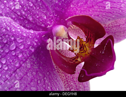 Orchidea viola fiore con goccia d'acqua Foto Stock