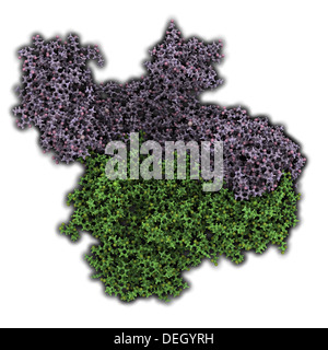 Transcriptasi inversa HIV-1 (DNA polimerasi RNA-dipendente, RT). Importante obiettivo del farmaco in caso di infezione da HIV e AIDS. Foto Stock