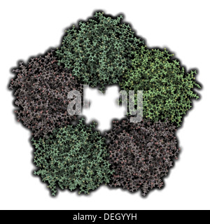 Proteina umana C-reattiva (CRP). Aumento dei livelli ematici di questa proteina indicano la presenza di infiammazione o infezione. Foto Stock