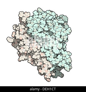 Fattore di necrosi tumorale (TNF, cachexin, cachectin), struttura chimica. Gioca un ruolo importante nell'infiammazione e immunità. Foto Stock