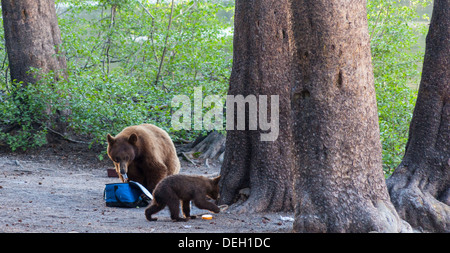 Black Bear morde snack trovati nello scambiatore di calore mentre cub esplora Foto Stock