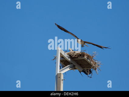 Questo Osprey è spento a caccia di cibo lasciando il suo compagno nel nido. Foto Stock