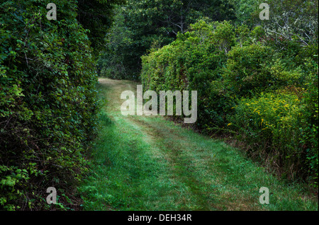 Erba non asfaltate strade di campagna. Foto Stock