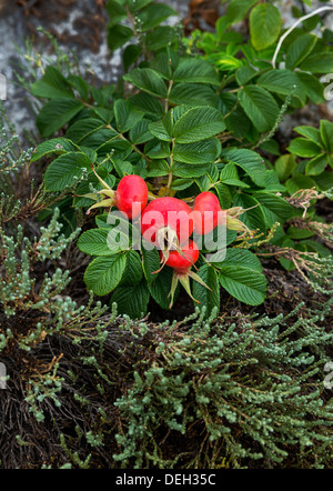 Rosa canina. Foto Stock