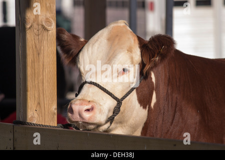 Polled Hereford sterzare tenetevi pronti per mostrare a Lindsay equo nel mercato Classe dello sterzo Foto Stock