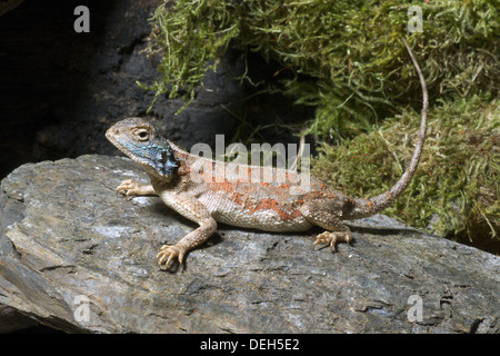 Spinosa, agama agama aculeata Foto Stock