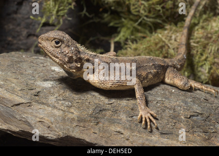 Spinosa, agama agama aculeata Foto Stock