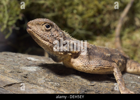 Spinosa, agama agama aculeata Foto Stock