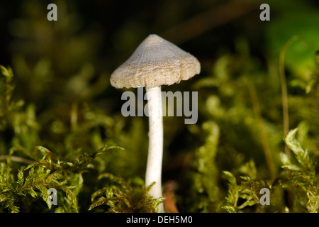 Tiny immangiabili funghicoltura nella foresta Foto Stock