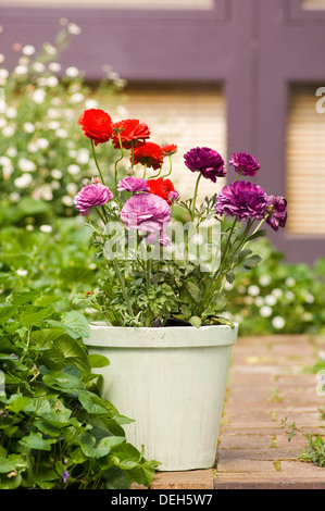 Ritratto di rosa, viola e rosso Ranunculus fiori in un vaso bianco su un giardino di mattoni percorso. Foto Stock