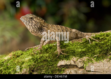 Oriental Garden lizard, calotes versicolor Foto Stock