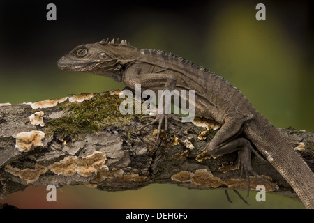 Foresta settentrionale dragon, hypsilurus godeffroyi Foto Stock