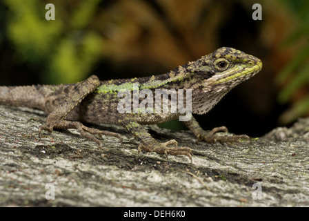 Struttura japalura dragon, japalura splendida Foto Stock