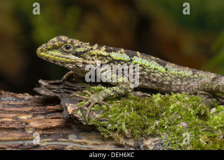 Struttura japalura dragon, japalura splendida Foto Stock