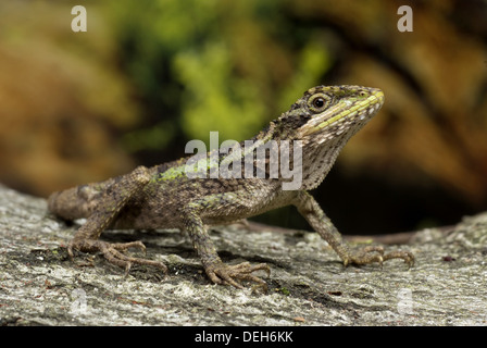 Struttura japalura dragon, japalura splendida Foto Stock