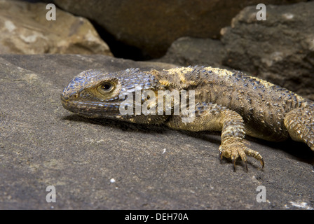 Stellion, roughtail rock AGAMA SA, laudakia stellio Foto Stock