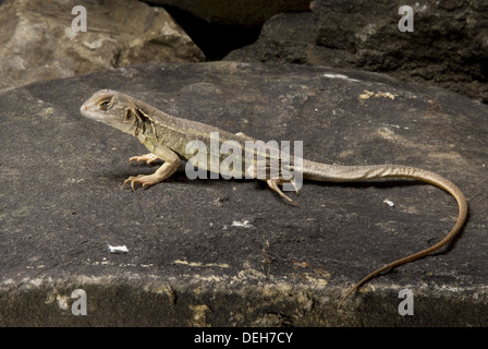 Gigante farfalla lucertola leiolepis guttata Foto Stock