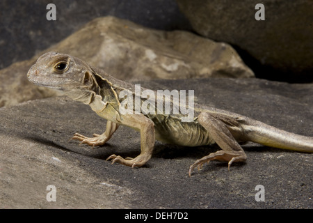 Gigante farfalla lucertola leiolepis guttata Foto Stock