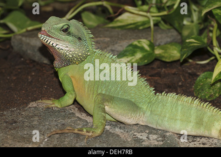 Acqua cinese dragon, physignathus cocincinus Foto Stock