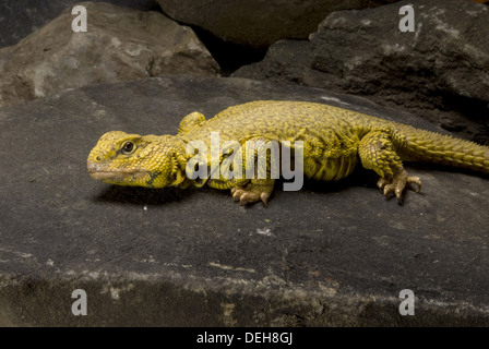 Spinosa sahariana-tailes lizard, uromastyx geyri Foto Stock