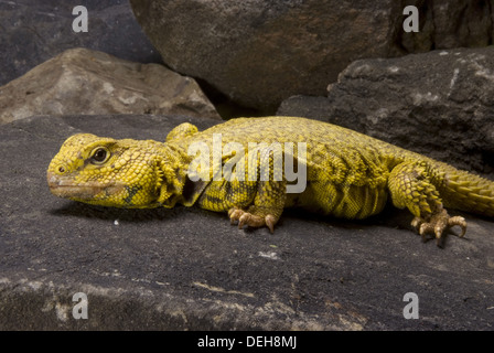 Spinosa sahariana-tailes lizard, uromastyx geyri Foto Stock