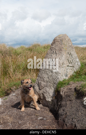 Piccolo marrone terrier dal marcatore pietra su due mori via lunga distanza sentiero su Dartmoor in Devon Foto Stock