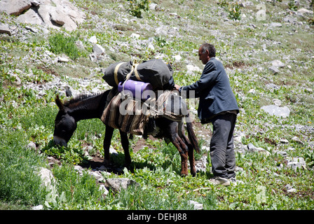 Un uomo regola il carico sul suo asino in fann montagne del Tagikistan Foto Stock