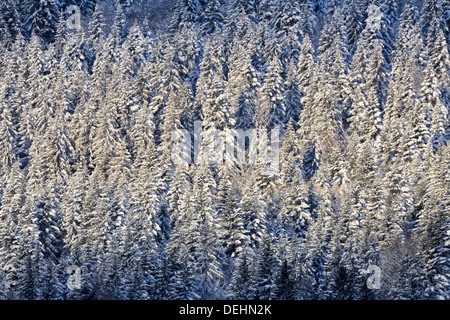 Vista su un paesaggio di montagna con neve coperti di pini e di una striscia di luce del sole. Foto Stock