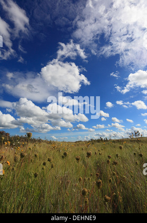 Fiori Selvatici a Holme dune riserva naturale nazionale sulla Costa North Norfolk. Daucus carota. Foto Stock