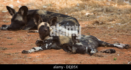 Cani selvatici Foto Stock