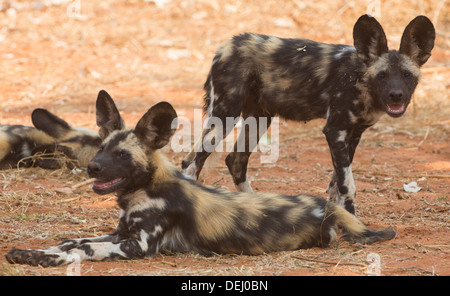 Cuccioli di cane selvatico Foto Stock