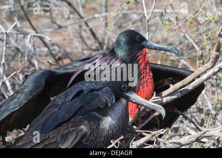 Paio di magnifiche fregate (Fregata magnificens), North Seymour Island, Galapagos, Ecuador Foto Stock